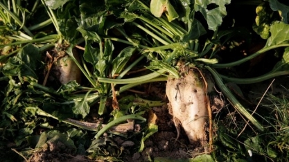 França permitirá que agricultores usem mais pesticidas para proteger produção de açúcar