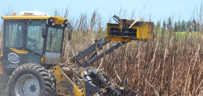 Alagoas: governo comemora previsão de safra 23/24 da cana-de-açúcar, que deve superar 19 milhões de toneladas