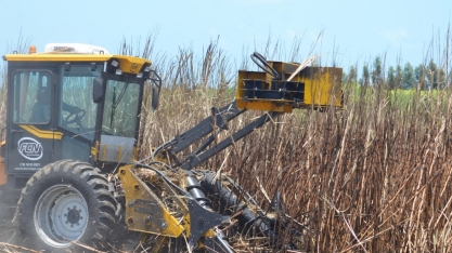 Alagoas: governo comemora previsão de safra 23/24 da cana-de-açúcar, que deve superar 19 milhões de toneladas
