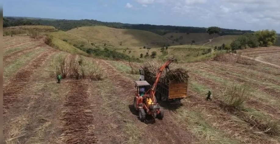 Safra de cana 23/24 chega ao fim em Alagoas com produção estimada em mais de 19 milhões de toneladas - Foto: Reprodução 