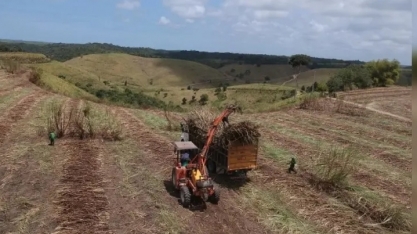 Safra 23/24 termina em AL: moagem supera 19 mi de toneladas de cana