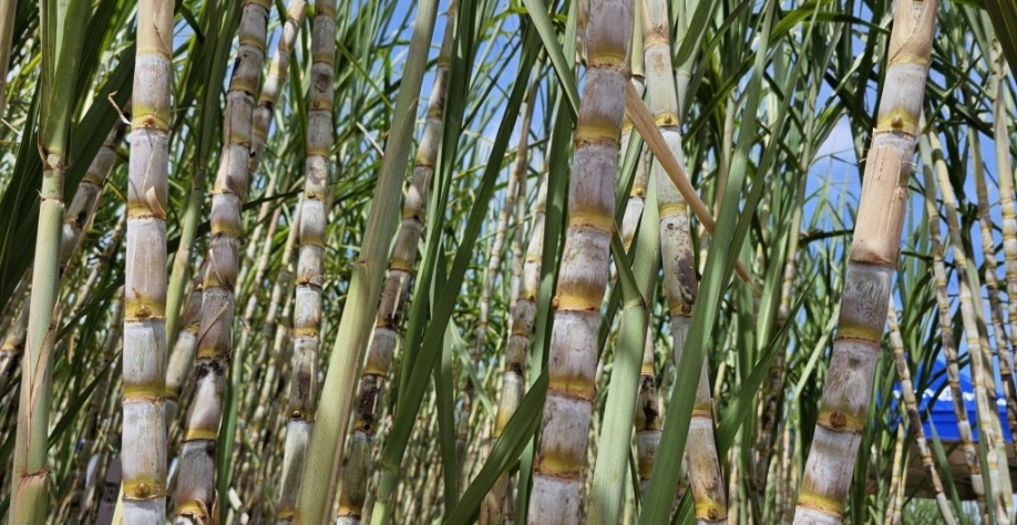Registro de cana-de-açúcar, matéria-prima para produção de Biogás e Biometano. (Foto: Mairinco Pauda/Semadesc)