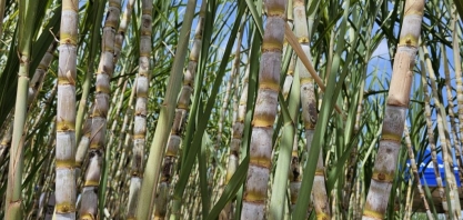 Com usinas de biometano, MS entra na nova fronteira de energias renováveis rumo ao Estado Carbono Neutro