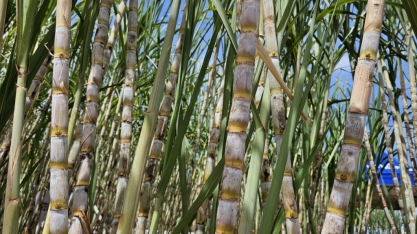 Com usinas de biometano, MS entra na nova fronteira de energias renováveis rumo ao Estado Carbono Neutro