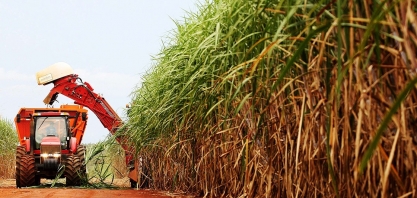 Safra de cana-de-açúcar pode bater novo recorde em Minas Gerais