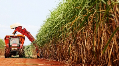 Safra de cana-de-açúcar pode bater novo recorde em Minas Gerais
