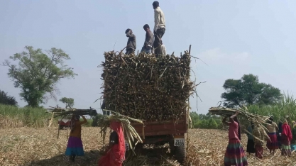 La Niña pode pesar: O panorama e os obstáculos da safra 2024/2025 de cana-de-açúcar