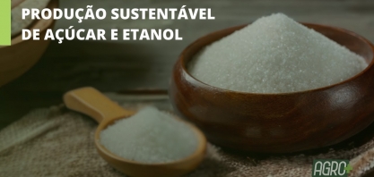 2024: Cultivo de cana-de-açúcar crescerá 11%