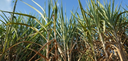 Produção de açúcar da Tailândia deve cair 21,17% em 2023/24, estima conselho