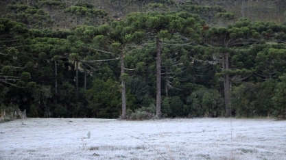 Primeira geada de 2024 vem aí; veja onde e quando