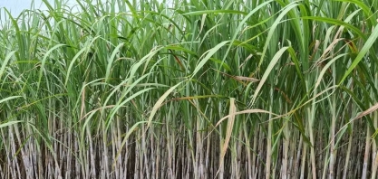 Usina Santa Terezinha define prioridades para vida pós-recuperação judicial