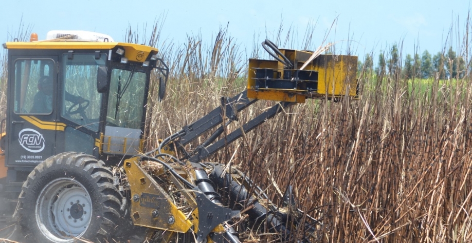 Safra de cana - Foto: Assessoria