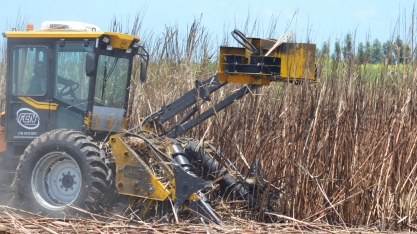 Sindaçúcar-AL: safra fecha março com 19,1 mi de toneladas de cana acumuladas