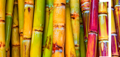 Conab: produção de cana-de-açúcar na safra 2023/24 chega a 713,2 milhões de toneladas, a maior da série histórica