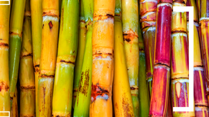 Conab: produção de cana-de-açúcar na safra 2023/24 chega a 713,2 milhões de toneladas, a maior da série histórica