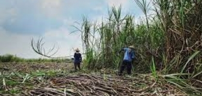 Indonésia planeja aumentar plantio de cana-de-açúcar na região de Papua