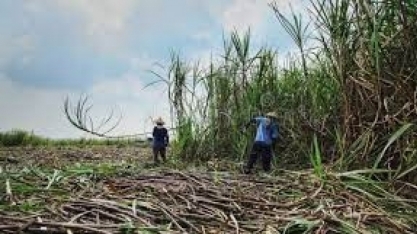 Indonésia planeja aumentar plantio de cana-de-açúcar na região de Papua