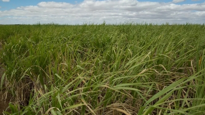 Cana-de-açúcar já usa mais nematicida biológico do que químico