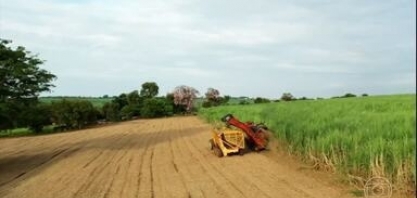 Colheita da cana-de-açúcar começa em SP com expectativa de queda na safra
