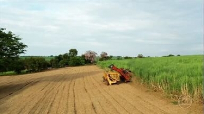 Colheita da cana-de-açúcar começa em SP com expectativa de queda na safra