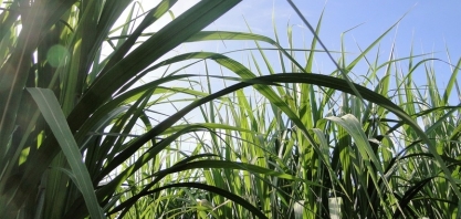 Precificação da cana no Brasil e no mundo será tema de debate no Cana Summit