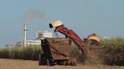 Produção de açúcar no Brasil cresce e derruba preços em Nova York