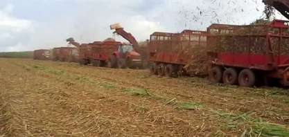 Wilmar vê melhora climática para safra de cana do Brasil