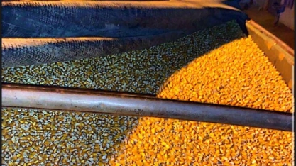 Oferta de milho em Mato Grosso fica 1,5% menor; usinas compram mais