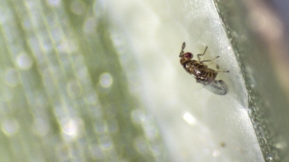 Registro de produtos para controle biológico de pragas ultrapassa o de agroquímicos no Brasil