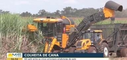 MS está entre os cinco principais produtores de cana-de-açúcar no Brasil
