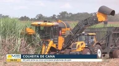MS está entre os cinco principais produtores de cana-de-açúcar no Brasil