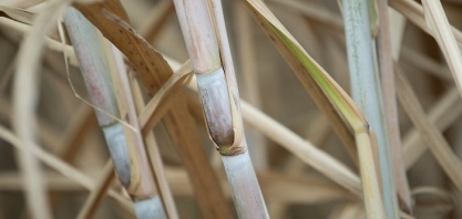 Campo Futuro analisa custos da cana em Nova Olímpia (MT)