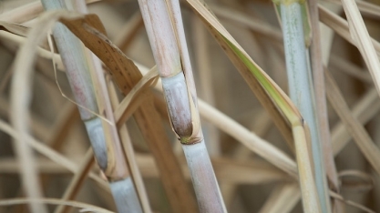 Campo Futuro analisa custos da cana em Nova Olímpia (MT)
