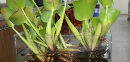 Pesquisa mostra que planta aquática tem potencial produção de biocombustível