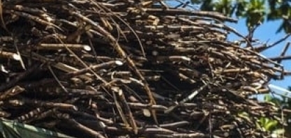 Cana-de-açúcar: chuvas abaixo do esperado devem afetar moagem no Centro-Sul