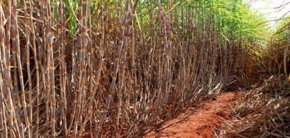 CTC: lucro líquido no 4º trimestre da safra 2023/24 cresce 248,8%, para R$ 38,742 milhões