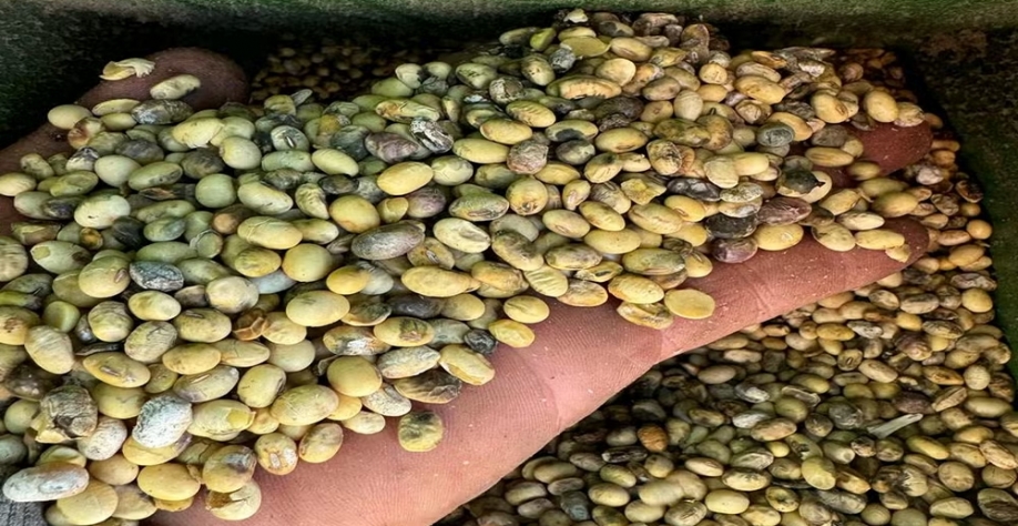 Grãos colhidos após o replantio — Foto: Alessandro Coelho 