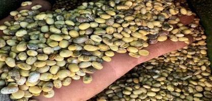 Seca em Mato Grosso do Sul castiga produtores