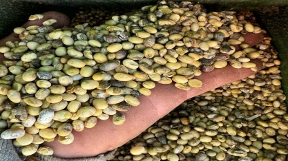 Seca em Mato Grosso do Sul castiga produtores