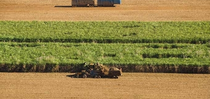 Ritmo acelerado da colheita no Brasil pressiona cotações do açúcar