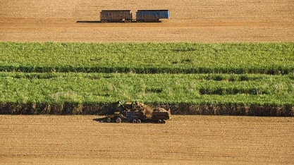 Ritmo acelerado da colheita no Brasil pressiona cotações do açúcar