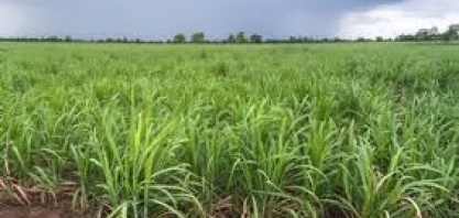 Índia ainda espera chuvas de monções acima da média, em impulso para agricultura