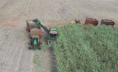 Agricultores paranaenses se unem para produzir cana de açúcar de maneira coletiva