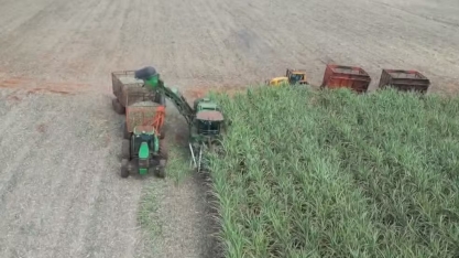 Agricultores paranaenses se unem para produzir cana de açúcar de maneira coletiva