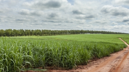 BP Bunge investe em fábrica de fertilizante
