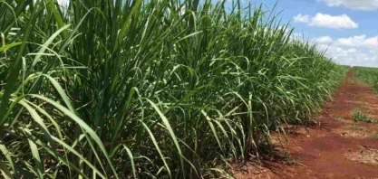 Moagem de cana do centro-sul do Brasil deve atingir 602 milhões de toneladas em 2024/25