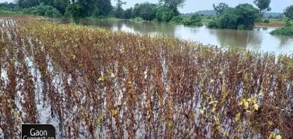 Abiove eleva safra de soja em 100 mil toneladas, sem contemplar RS