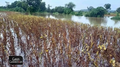 Abiove eleva safra de soja em 100 mil toneladas, sem contemplar RS
