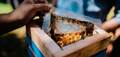 Fomento à biodiversidade: Syngenta e São Martinho inauguram meliponários em várias cidades brasileiras