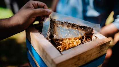 Fomento à biodiversidade: Syngenta e São Martinho inauguram meliponários em várias cidades brasileiras